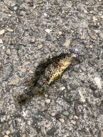 アナゴ釣りpart 2