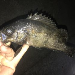 尺アジ狙いが…