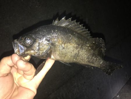 尺アジ狙いが…