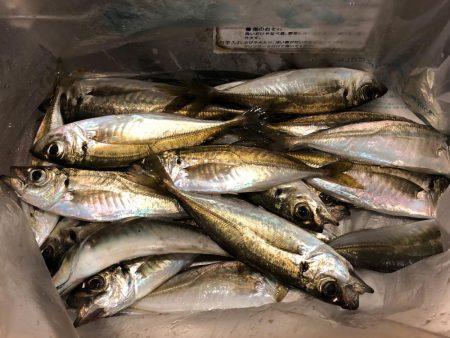 アジ祭り時々メバル