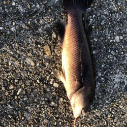 タンゴブゲーム