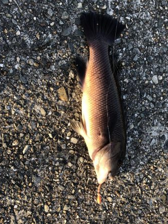 タンゴブゲーム