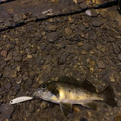 令和!メバリング!