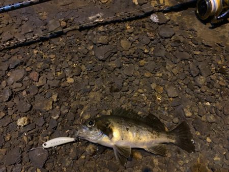 令和!メバリング!