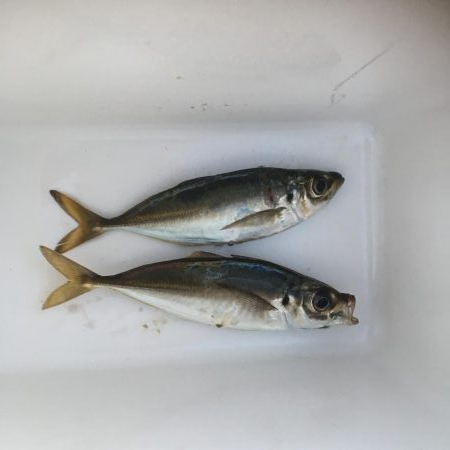 サイズUPやけど…