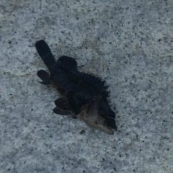 メバルももう終わりかな？