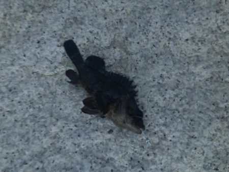 メバルももう終わりかな？