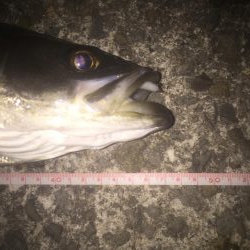 メバルはどこだー？