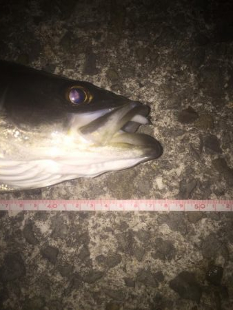 メバルはどこだー？