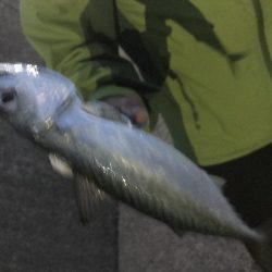 令和遠征アジング爆釣