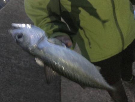 令和遠征アジング爆釣