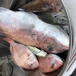 串本カセ釣り 河田フィッシングさんにて