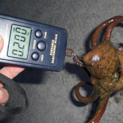 いたら一発タコ