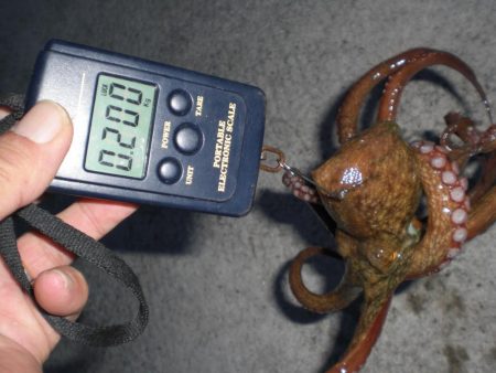 いたら一発タコ