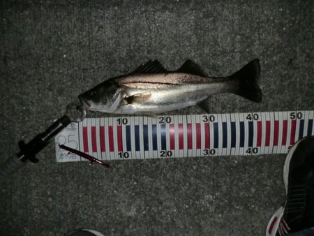 ショートバイト