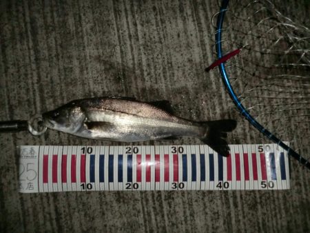 まだまだバチシーバス