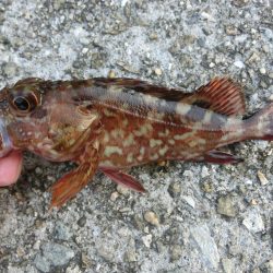 ガシラとベラのオンパレード