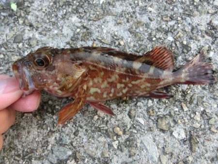 ガシラとベラのオンパレード