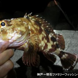 メバル激渋だが期待を裏切らないガッシー