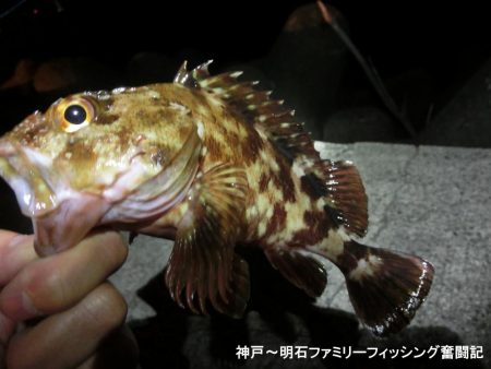 メバル激渋だが期待を裏切らないガッシー