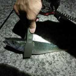 ガシラとサバの乱舞