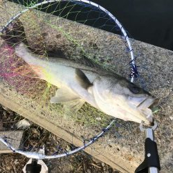 vj28ホームデビュー