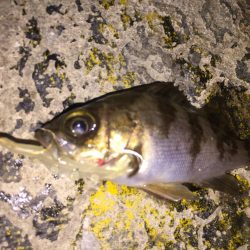 令和の最初は、希望のメバル