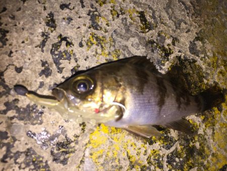 令和の最初は、希望のメバル