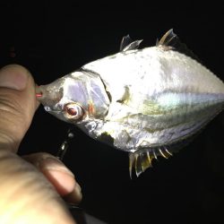 まさかのキス２２㎝