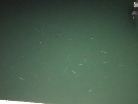 アジのなめろうが食べたくて