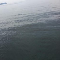 シブシブ エギング