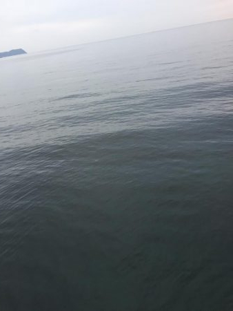 シブシブ エギング