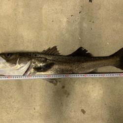 のませ釣り!シーバス80超え!
