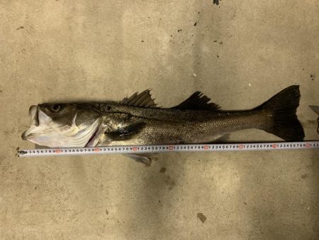 のませ釣り!シーバス80超え!