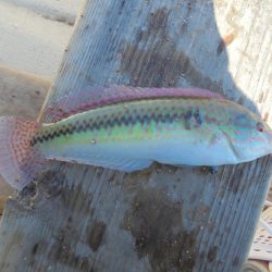 息子とボートキス釣り