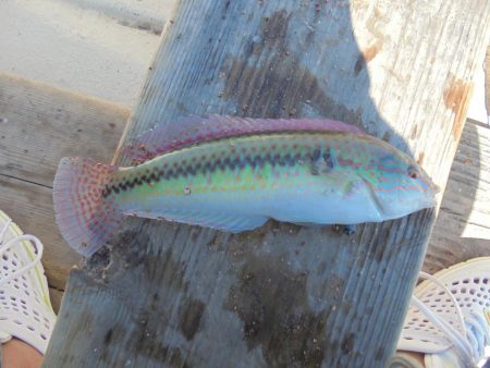 息子とボートキス釣り