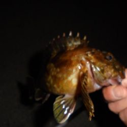 夜釣り前打ち・カサゴばっかり