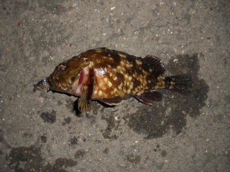 前打ち・初クロダイ