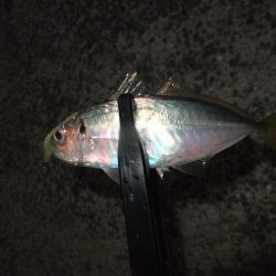 久々のアジング