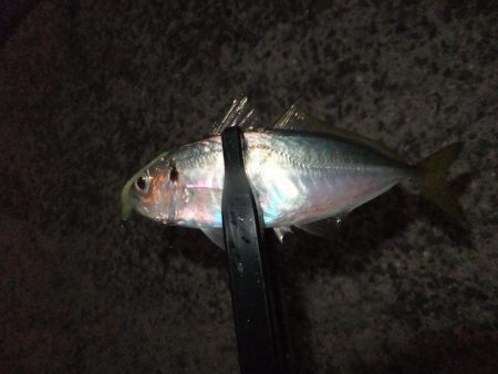 久々のアジング