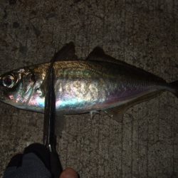 メバリングからのアジング