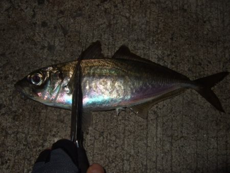 メバリングからのアジング