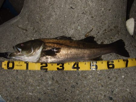 アジ・メバル狙いからチヌ・シーバス狙いへ