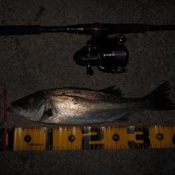 日没後にパタパタとヒット