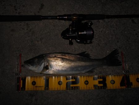 日没後にパタパタとヒット