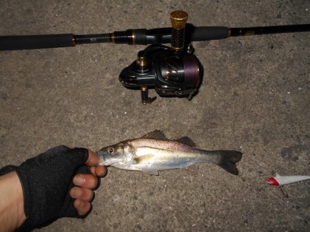 北風が吹けばテトラ際が狙い目？