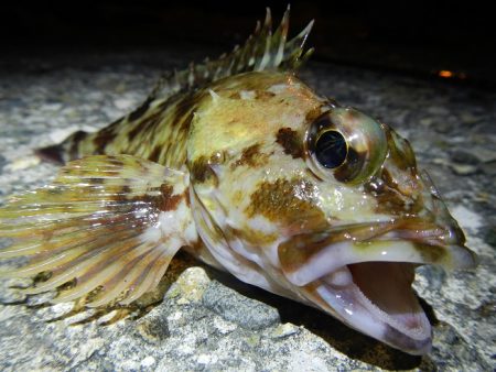 チビチビやりました