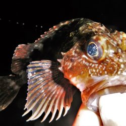 ショートでチビ