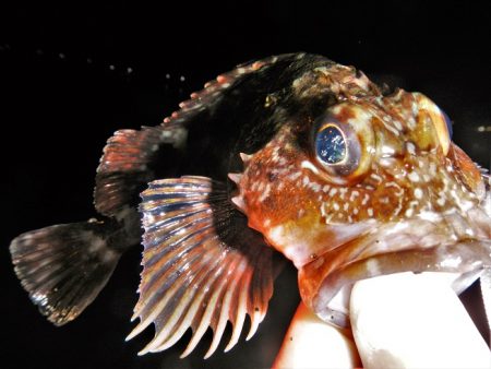 ショートでチビ