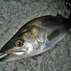 良く引きました